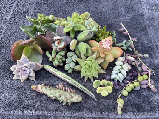 25 Assorted Succulent Cuttings | Variety Pack | Ideal for DIY Projects | Perfect for Home Decor | Free Shipping