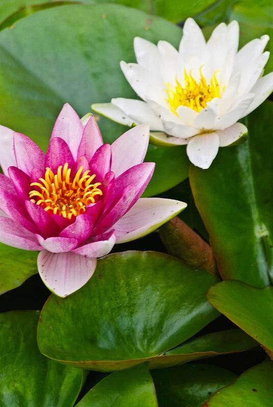 Mini Dwarf Water Lily Lot of 2 - Pink & White - Bare Root - Nymphaea Variety for Pond or Garden