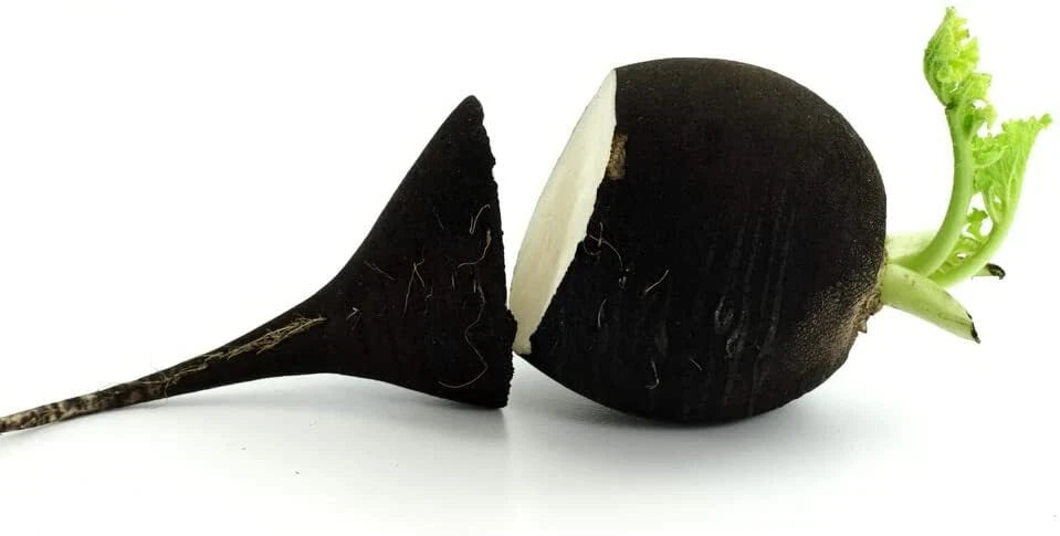 Black Radish Seeds for Planting - 250 Count - Rare Garden Vegetable - Raphanus sativus var. niger