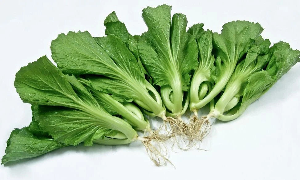 Chinese Mustard Seeds - 200+ Shuidong Gai Choi Shealihong - Asian Vegetable - Brassica juncea - USA