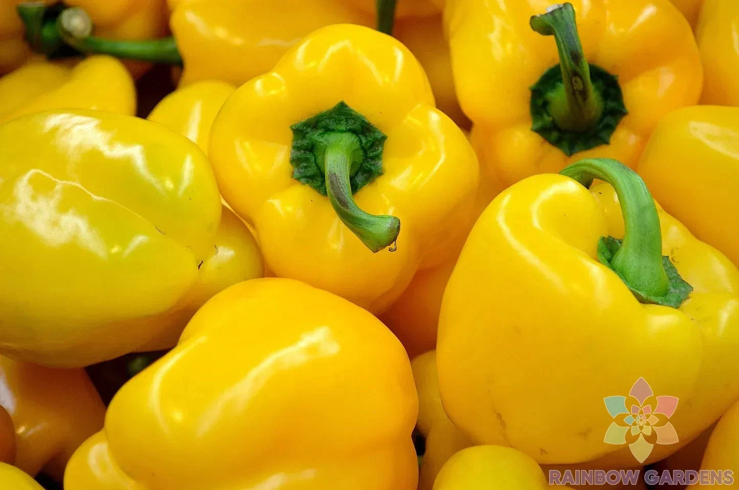 Canary Bell Sweet Pepper Seeds - 25+ Seeds for Garden Planting - Capsicum annuum - USA