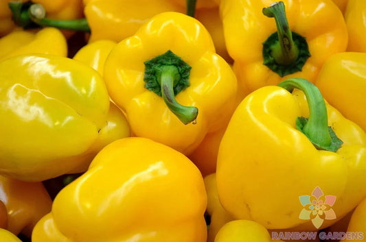 Canary Bell Sweet Pepper Seeds - 25+ Seeds for Garden Planting - Capsicum annuum - USA