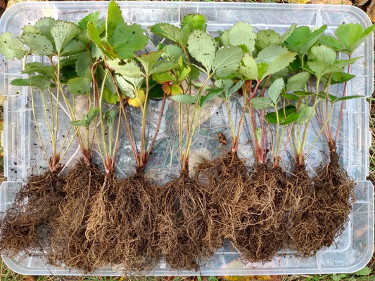 5 Live Bare Root Organic Shuksan Strawberries, June-Bearing Fruit Plants, Fragaria × ananassa