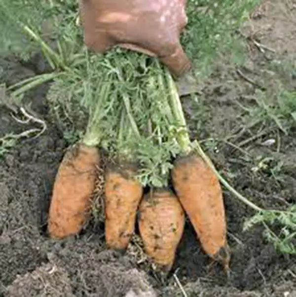Carrot Seeds - Danvers Half Long, Heirloom, Non-GMO, 50+ Seeds, Daucus carota
