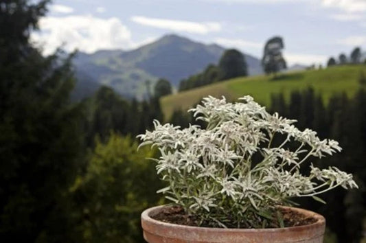 Edelweiss Herb Seeds - 200+ Seeds - Leontopodium Alpinum - Alpine Perennial Flower Seeds for Garden and Landscaping