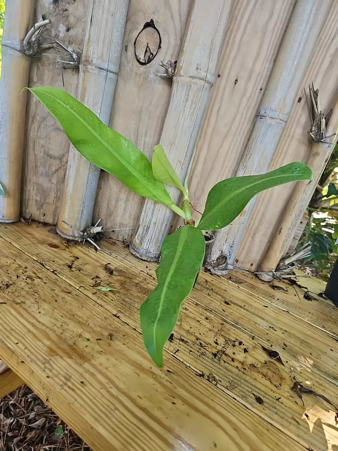 philodendron crassinervium mature Mature Philodendron Crassinervium Plant Crawler 3" Pot Rooted Top Cutt – Jayme Garden