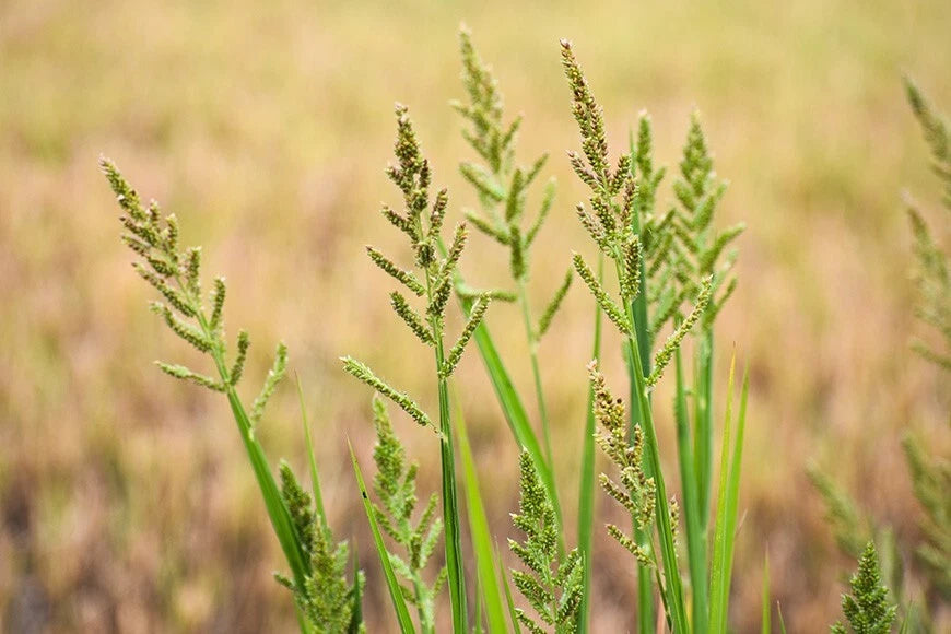 Barnyard Grass Seeds - 200+ Seeds, Echinochloa crus-galli, Fast-Growing Cover Crop for Gardens and Lawns