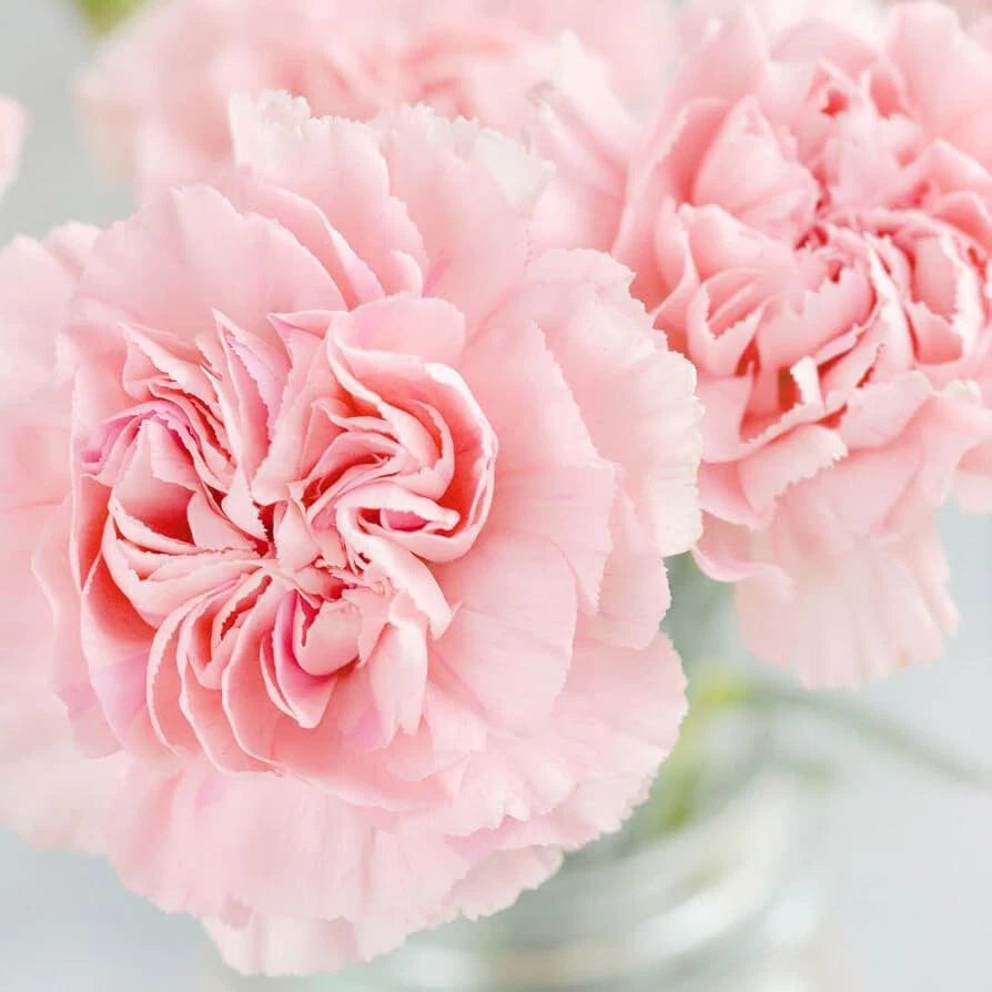 La France Carnation Seeds | Non-GMO Flower Seeds | Pink Variety | Dianthus caryophyllus