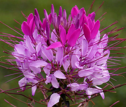 100 Violet Lilac Spider Seeds - Clome Spinosa Perennial - Bee-Friendly Flower - US Seller