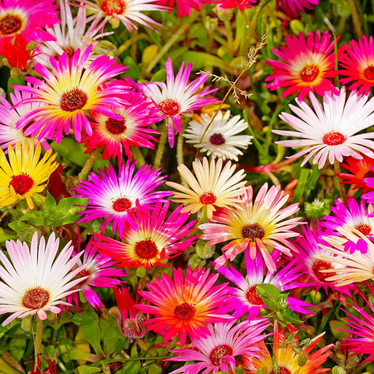 Livingstone Daisy Seeds - Pastel Mix Succulent Seeds (Ice Plant) - Perfect for 2025 Planting