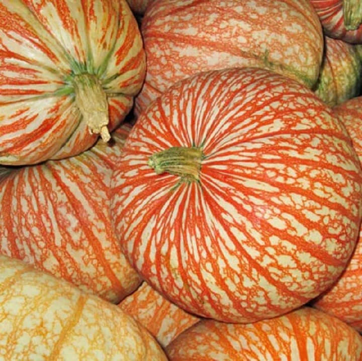 Rare One Too Many Pumpkin Seeds - 10 Seeds - Exotic Striped Variety - Cucurbita pepo