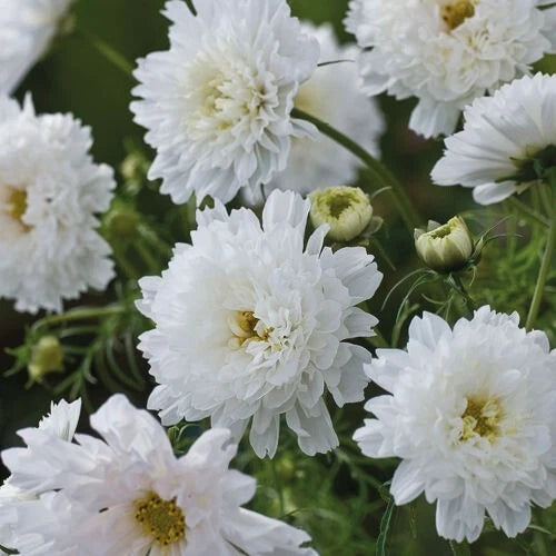 Double Click Snow Puff Cosmos Seeds - 200+ Pack - Flower Seeds for Garden - Cosmos bipinnatus
