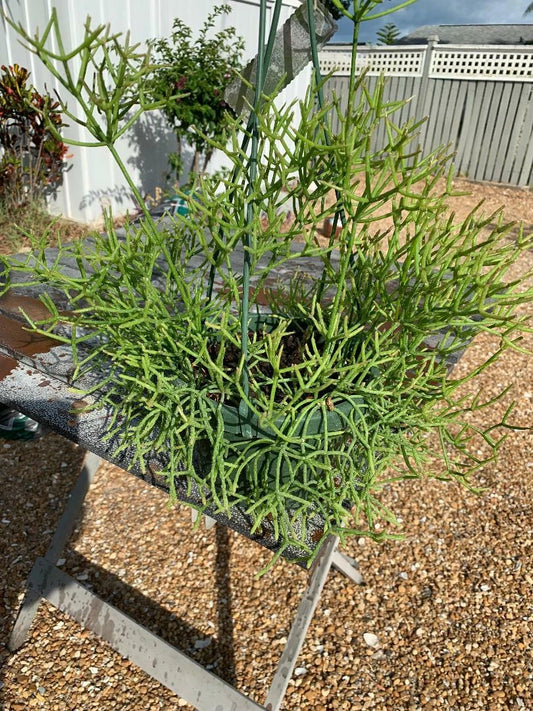 Fresh Cuttings of Rhipsalis Sulcata - Rare Orchid Cactus - Unique Green Succulent Plant Cuttings