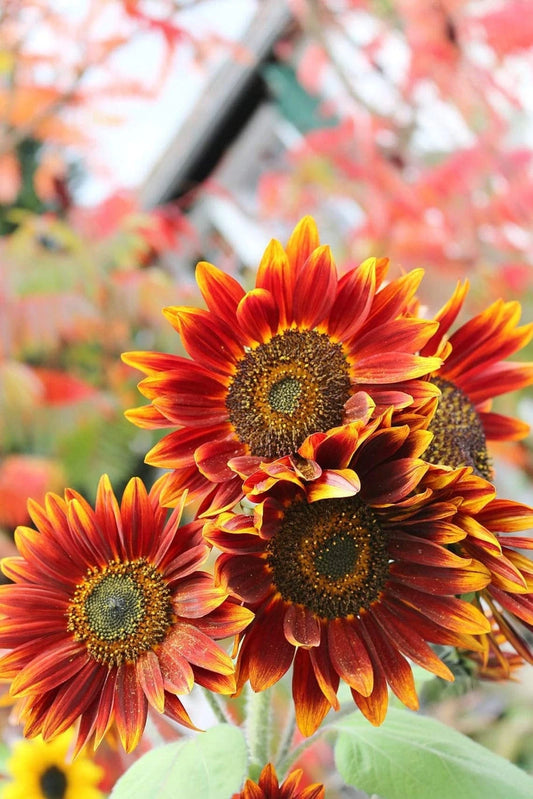 Autumn Beauty Sunflower Seeds | 50+ Seeds | Vibrant Fall Colors | Helianthus annuus