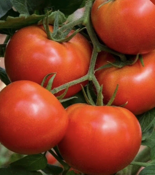 Beefsteak Tomato Seeds | 500 Heirloom Non-GMO Seeds | Perfect for Home Garden | Solanum lycopersicum