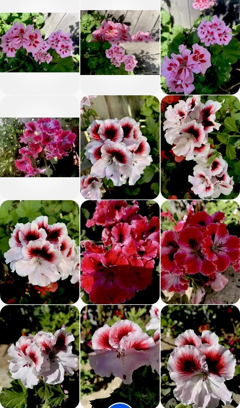 Geranium Varieties Geranium Perennials Collection, 3 Varieties, 8 Inch Plants in 3” Pots ...