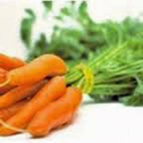 Carrot Seeds | Little Fingers | Non-GMO | 50+ Seeds | Daucus carota