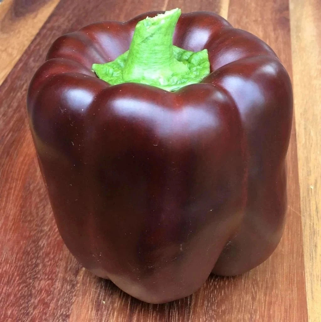 Chocolate Bell Pepper Seeds - 50+ Heirloom Organic Non-GMO Sweet Variety - Capsicum annuum