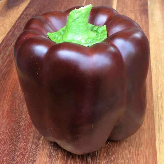 Chocolate Bell Pepper Seeds - 50+ Heirloom Organic Non-GMO Sweet Variety - Capsicum annuum