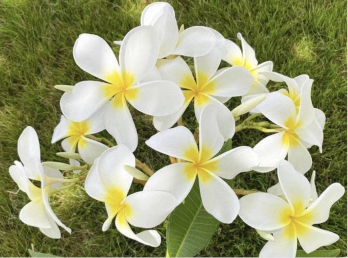 Rooted Plumeria Plant Cutting 21" Cloud 9 Large Flowers - Frangipani (Plumeria)