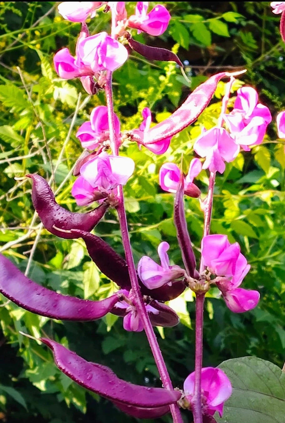 Lablab Purpureus Seeds - 15+ Purple Moon Hyacinth Bean Seeds - Edible, Ornamental, Fast-Growing Garden Plant