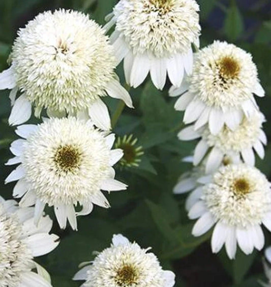 50 Milkshake Coneflower Seeds - Echinacea Perennial Flower Seeds - Vibrant Pink Blooms - USA Grown