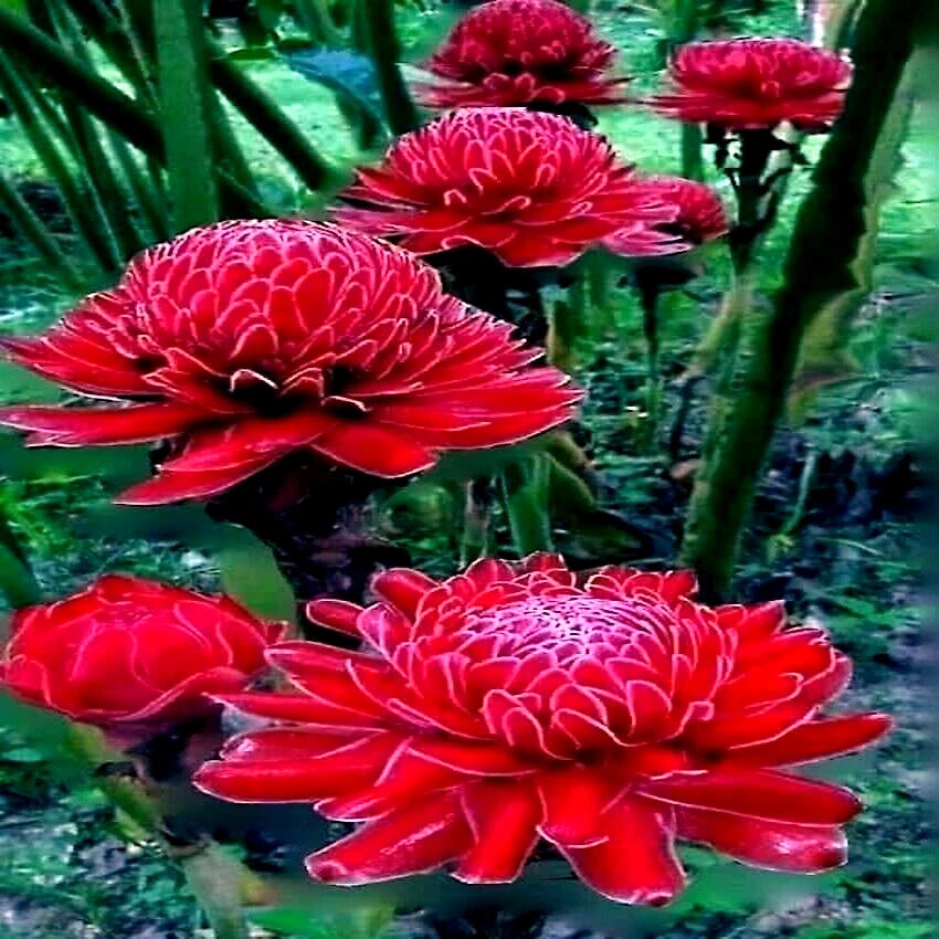 10 Red Torch Ginger Seeds - Etlingera elatior - Tropical Garden Flower - Rare Plant Variety for Exotic Gardens