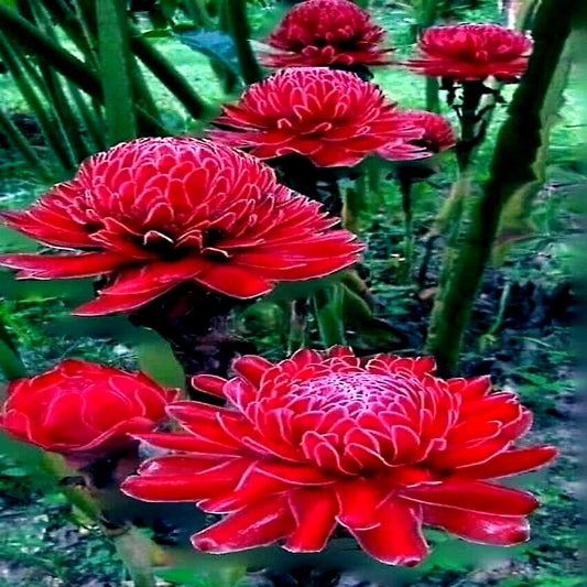 10 Red Torch Ginger Seeds - Etlingera elatior - Tropical Garden Flower - Rare Plant Variety for Exotic Gardens