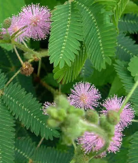Mimosa Sensitive Plant Seeds 50 Ct Touch Me Not Mimosa Pudica USA Free Shipping