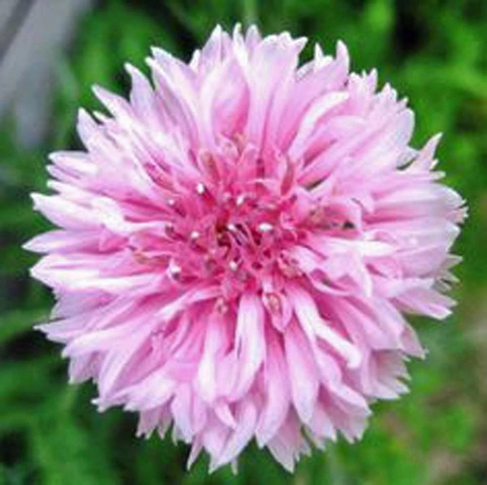 Bachelor Button Seeds, 50 Count, Tall Pink Variety, Centaurea cyanus, Beautiful Bright Blooms