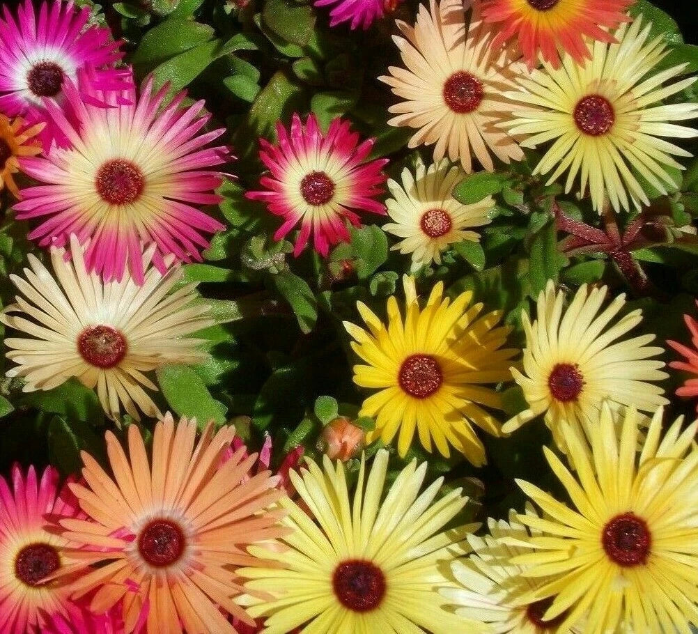 Ice Plant Flower Seeds 2000+ Mixed Color Annual Livingstone Daisy Seeds, Delosperma spp., Free Shipping