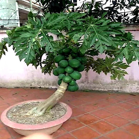 Dwarf Solo Waimanalo Papaya Fruit Tree Seeds - Carica Papaya - Fast Growing Houseplant Seeds
