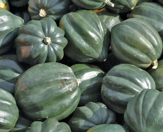 Acorn Squash Seeds 20+ Table King Bush Winter Squash Cucurbita pepo Vegetable Garden Culinary