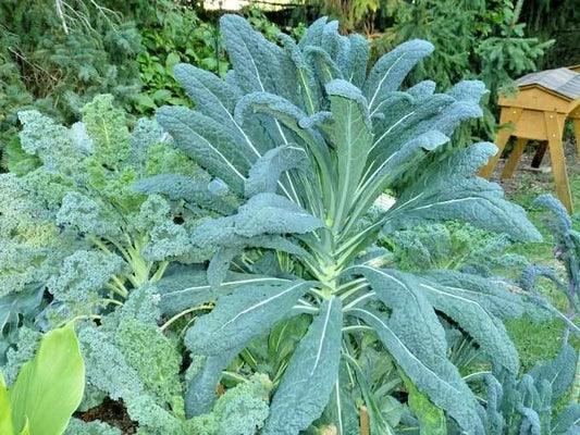 Dinosaur Kale Seeds - Organic Lacinato Variety for Spring & Fall Garden, Patio, Container - Easy to Grow