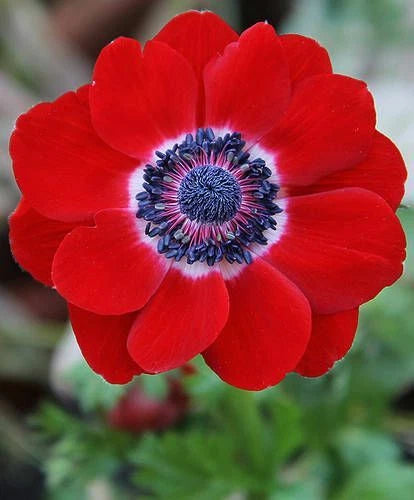 Anemone Seed - Red Poppy Hollandia - Annual Flower Seeds - Papaver rhoeas