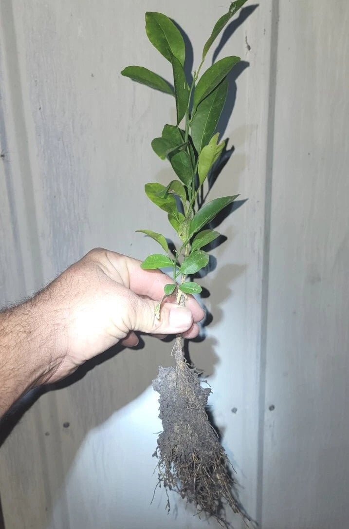 Organic Satsuma Orange Tree Seedlings - Ideal for Home Gardens - Citrus unshiu