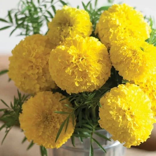 25+ Mary Helen Marigold Seeds for Garden Planting, Tagetes patula, USA Grown, Free Shipping