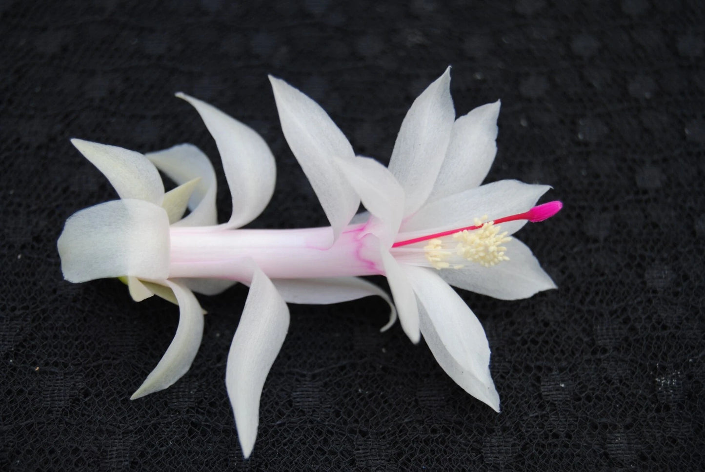 Christmas Cactus Starter Plant - Livia Variety - Schlumbergera Truncata - Indoor Houseplant Gift