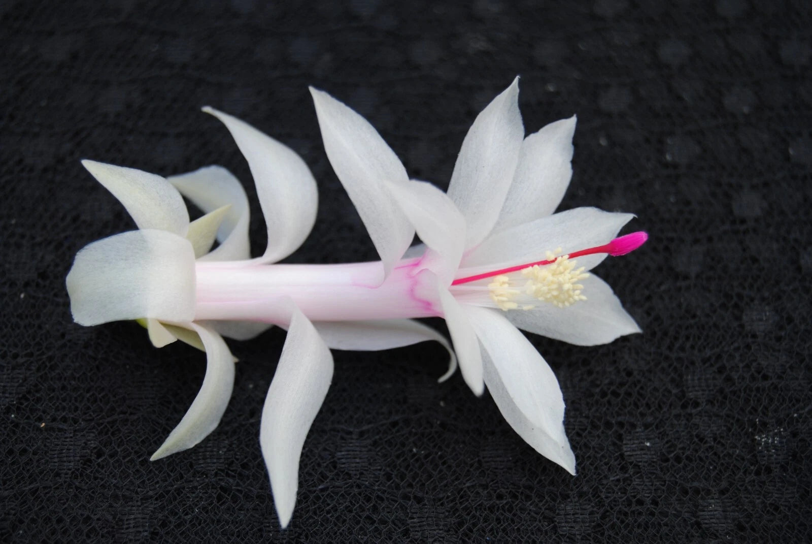 Christmas Cactus Starter Plant - Livia Variety - Schlumbergera Truncata - Indoor Houseplant Gift