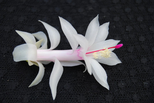 Christmas Cactus Starter Plant - Livia Variety - Schlumbergera Truncata - Indoor Houseplant Gift