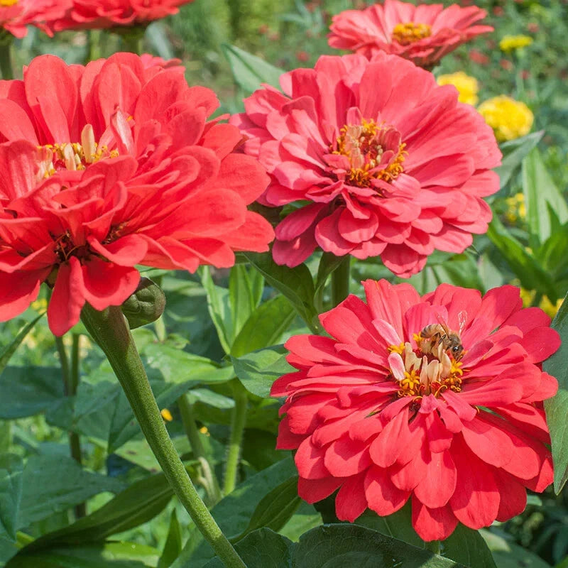 Benary Giant Coral Zinnia Seeds - 100+ Seeds for Garden Planting - Zinnia elegans - USA Free Shipping