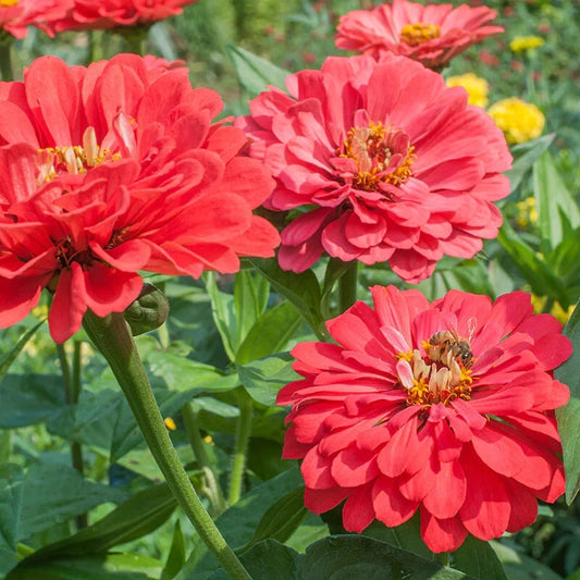 Benary Giant Coral Zinnia Seeds - 100+ Seeds for Garden Planting - Zinnia elegans - USA Free Shipping