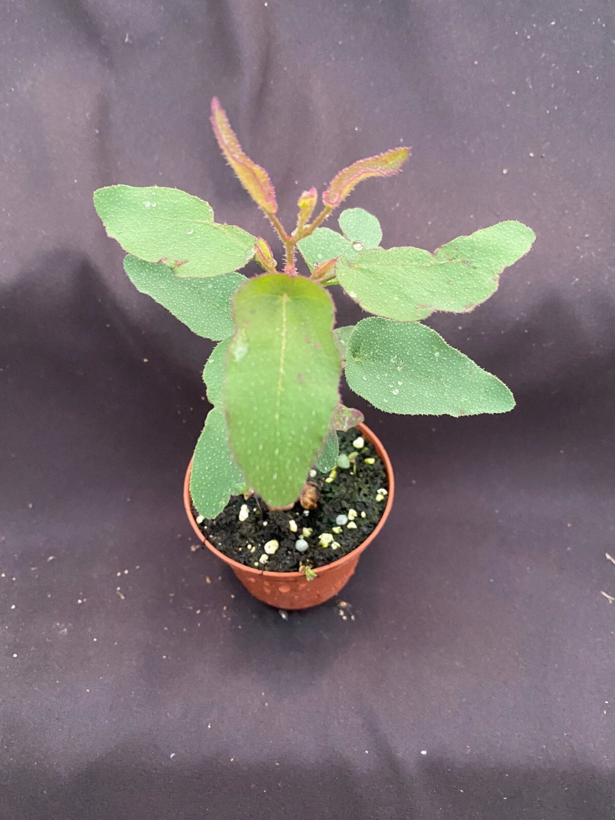 Lemon Eucalyptus Plant 3" Pot Eucalyptus citriodora Rooted