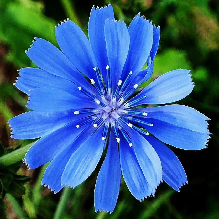 Chicory Seeds - Non-GMO, Heirloom Variety, Cichorium intybus - Bulk Pack for Home Gardening