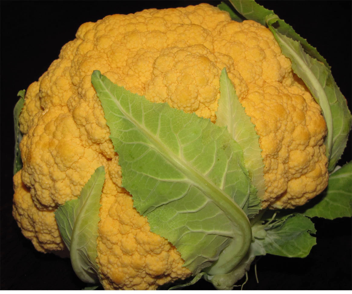 Cheddar Cauliflower Seeds - 25+ Fresh Seeds - Brassica oleracea var. botrytis