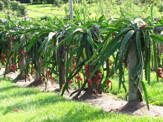 Dragon Fruit Cutting 6+ Inches White Pitaya Organic Hylocereus undatus