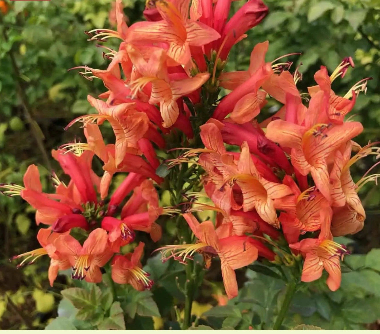 Cape Town Coral Tecomaria Starter Plant - Small Rooted Hummingbird Heaven - Tecomaria capensis