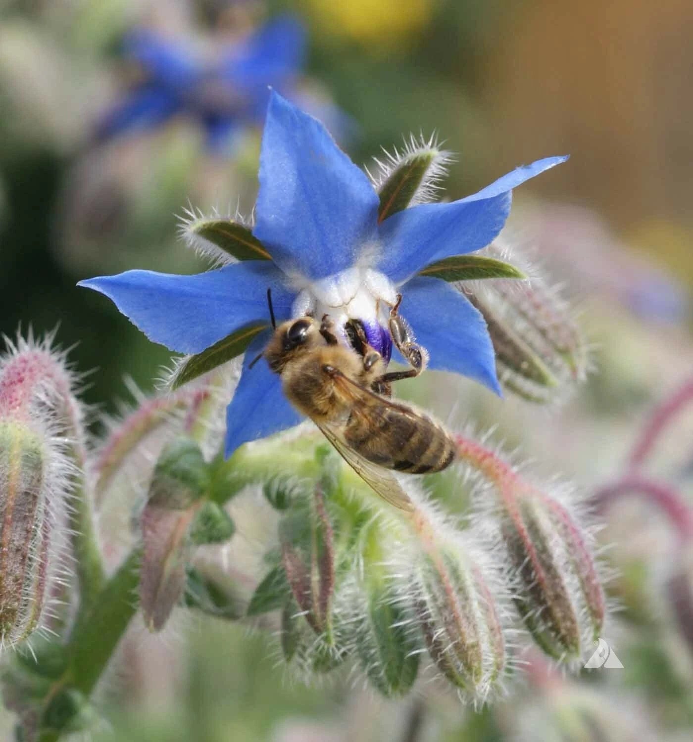 Borage Seeds - 100 Non-GMO Blue Edible Herb Candied Flowers - Companion Plant for Tomatoes - Borago officinalis