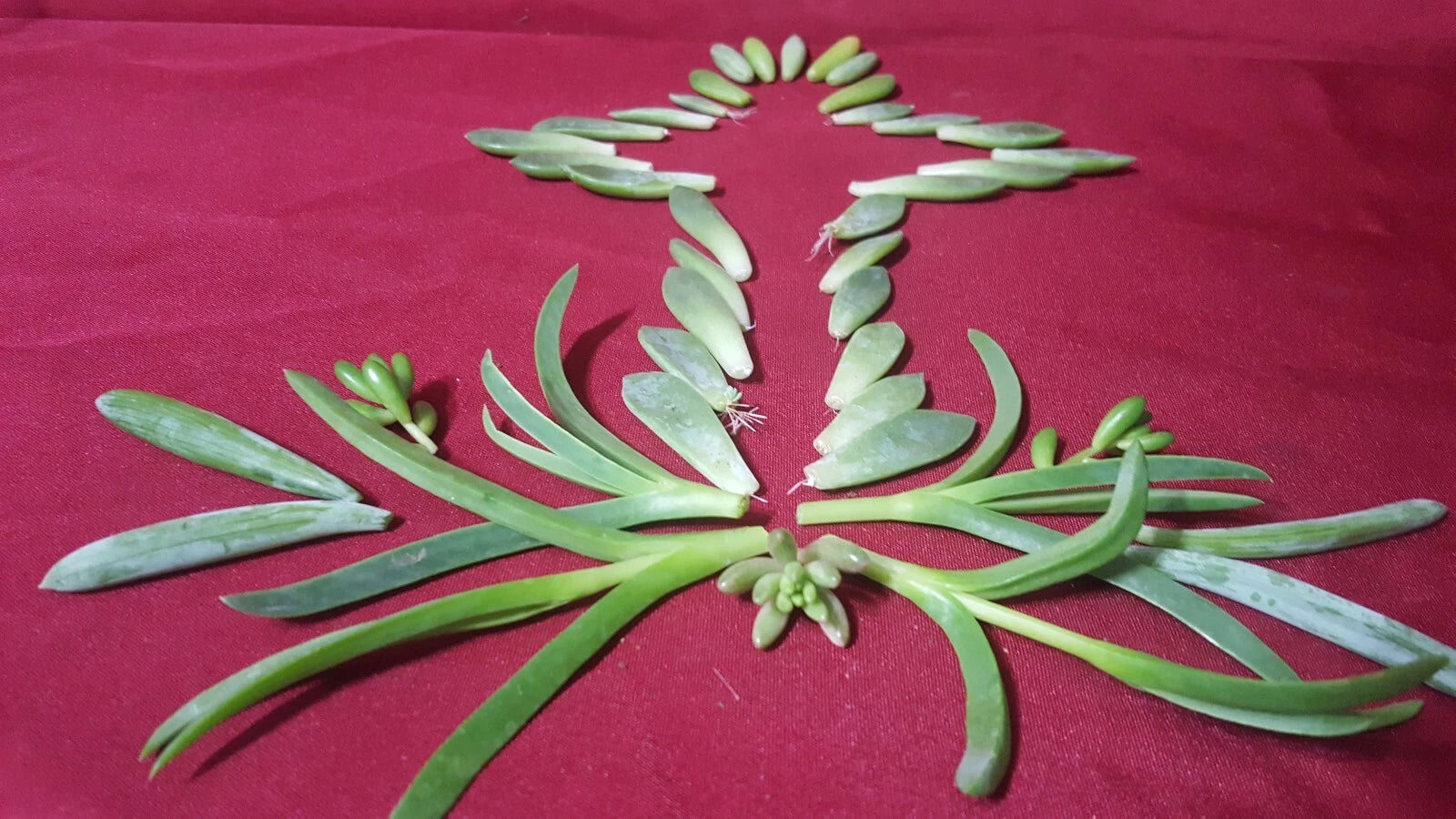 50 Assorted Succulent Leaf Cuttings for Propagation, Some with Roots, Ideal for Gardening, DIY Plant Projects