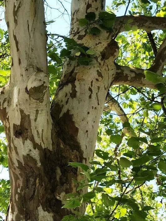 American Sycamore Tree Seeds 50+ | Platanus occidentalis | Buttonwood Variety